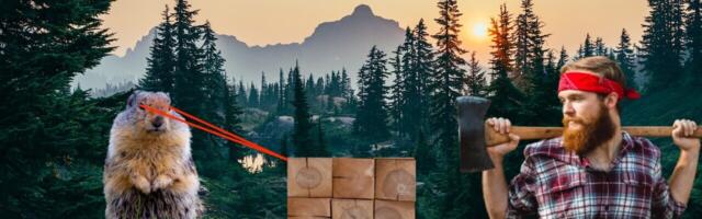 Got wood? Tech is ensuring we never suffer another lumber shortage