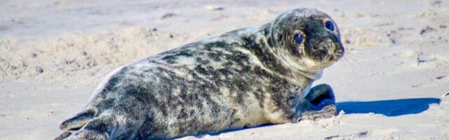 An Adorable Puppy-Eyed Seal Is the Star of These Award-Winning Photos
