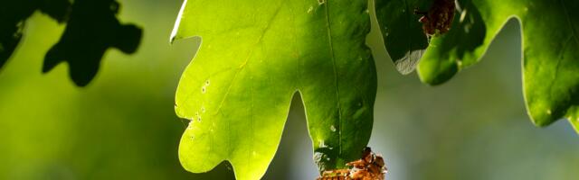 Your guide to 2024’s rare cicadapocalypse