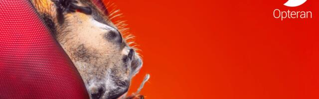 Opteran weaves in $12 million to develop AI driven by brain biomimicry inspired by insects
