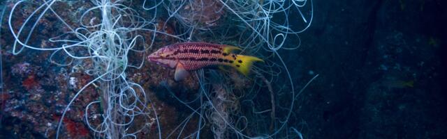 Ocean 14 Capital raises further £9m to look after the ocean