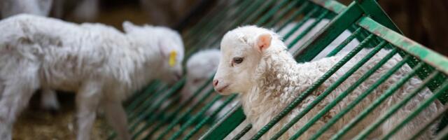 Big Wool wants you to believe it’s nice to animals and the environment. It’s not.