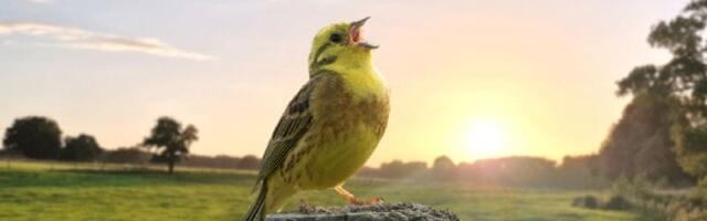 Innovative Birdsong Project Unlocks Secret to Managing Biodiversity