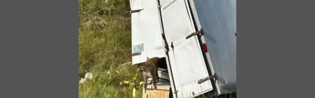 Mississippi Woman Kills Escaped Lab Monkey