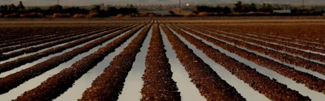 Hay grown for cattle consumes nearly half the water drawn from Colorado River, study finds