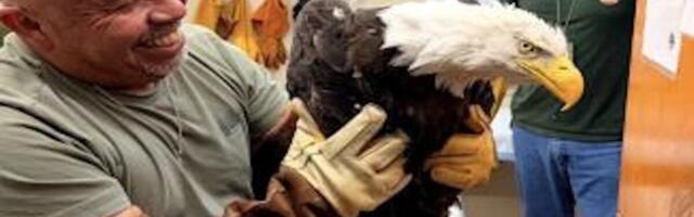 Internet-Famous Bald Eagle Found Alive After Mysterious Disappearance