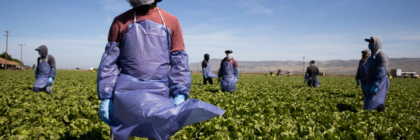 SESO Labor is providing a way for migrant farmworkers to get legally protected work status in the U.S.