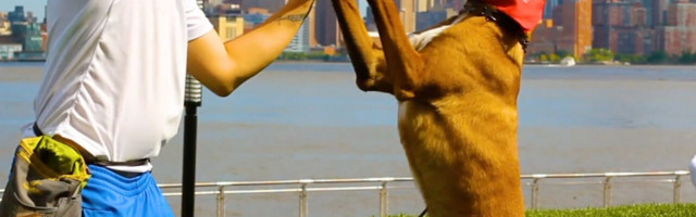 Discover the secrets of your dog with a DNA kit, and get a subscription to DOGTV to boot