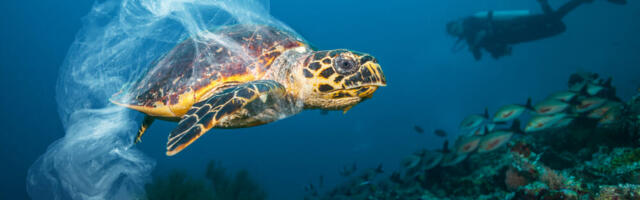 Sea Turtles Sanctuary Urges Immediate Action on International Plastic Bag Free Day