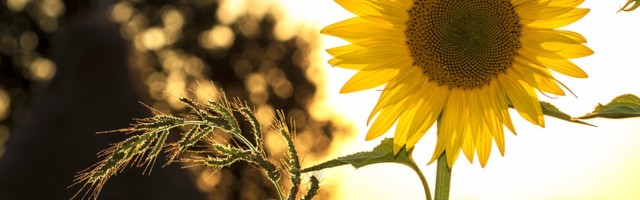 Quotes to Entrepreneur By: Hope in the Time of Covid