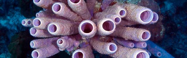 These strange underwater animals could save our lives. If we don’t destroy them first.