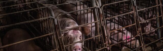 Republicans want to put pigs back in tiny cages. Again.