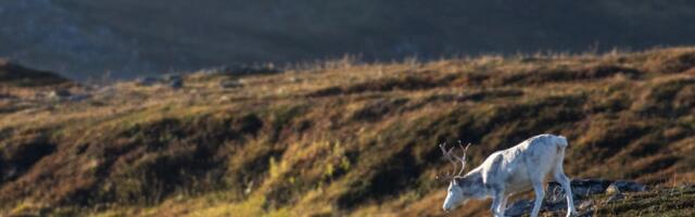 This critical ecosystem helped keep climate change in check. Now it’s making things worse.