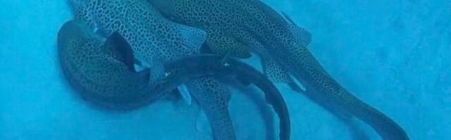 Scientists catch a shark threesome on camera