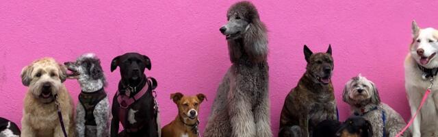 Pawsible Ventures looks to sniff out opportunities in pet health