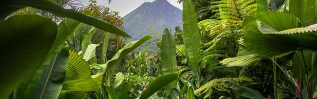 The world’s rainforests are vanishing. In this one country, they’re growing back.