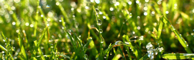 Can You Cut Wet Grass With An Electric Lawn Mower?