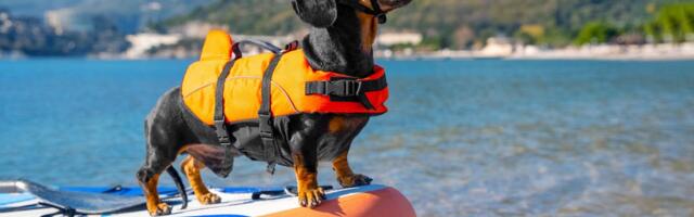 Keep Your Pets Safe During the Heat Wave With These Veterinarian-Approved Tips