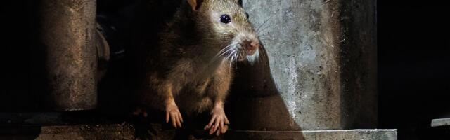 U.K. internet provider's bailout cancelled because rats chewed through its fiber optic cables — biodegradable cable jackets use soy- or corn-based materials, attracting hungry rats