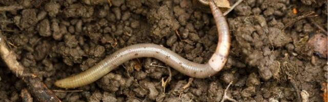 ‘Jumping Worms’ Are Spreading Across the US—and Could Wreck Ecosystems