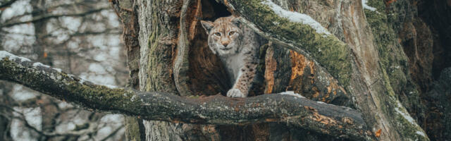 Lynx reintroduction discussed in Scottish Parliament for first time