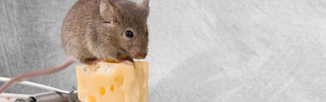 Found a Mouse in Your House? Try These Expert Tips for Getting Rid of Mice