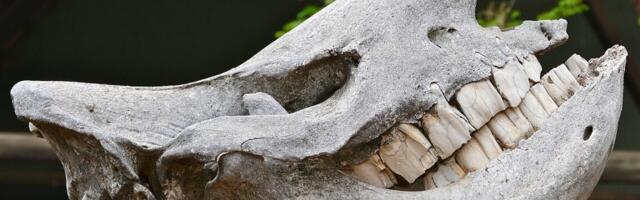 If I had a hammer... it might actually be a rhino tooth