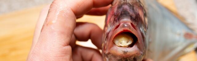 Before it was named Ceratothoa famosa, Nico Smit’s photograph of the parasite staring from a fish’s mouth had already gone viral