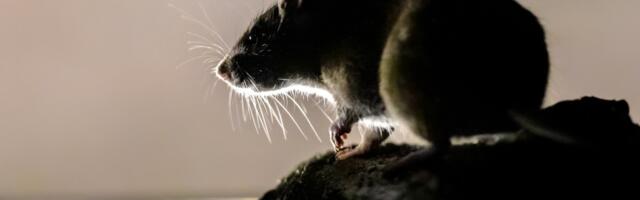 Hate rats? Then you won’t love this new study.