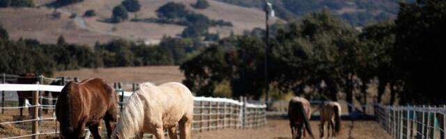 Santa Clara County takes a step back on agricultural rezoning plan following backlash from small farmers, equestrians and wineries