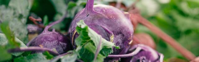 Nearly every plant on your plate is quietly chemically defended against being eaten — and a growing line of research suggests that faint, low-dose sting may be one of the underrated reasons a vegetable-heavy diet keeps you healthy