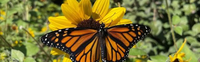 Monarch Butterflies Are Losing Their Navigational Abilities. You Can Guess Why