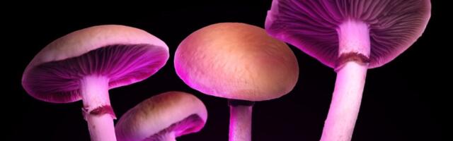 Some Magic Mushroom Edibles Have Zero Psilocybin—Just Junk That Still Gets You High