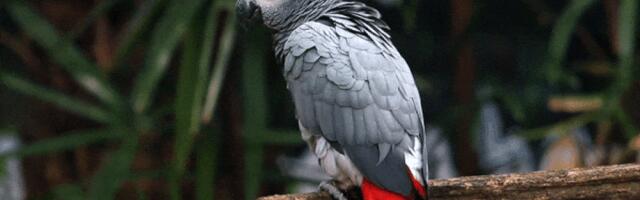 Greyparrot preens $11 million in Series A round
