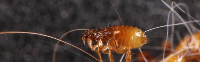 LA Has a Big Flea Problem. Typhus Cases Reached Record High Last Year