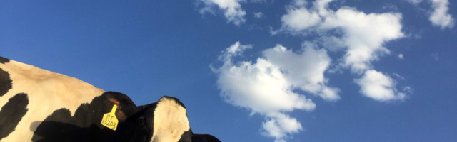 Today in funding: dcbel, Milk Moovement, Virtual Gurus, MazumaGo, Acorn Biolabs