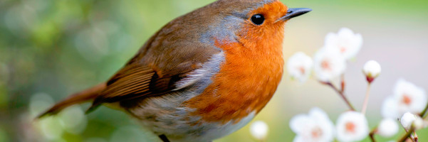 Robin.io launches a free version of its cloud-native Kubernetes storage solution