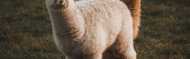 Crypto brokerage firm Alpaca raises $135 million for tokenized stock infrastructure