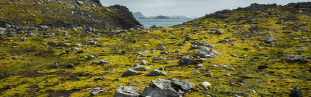 Greening of Antartica shows how climate change affects the frozen continent