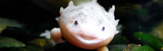 Axolotls can regrow entire limbs, parts of their heart, sections of their spinal cord, and even portions of their brain, and they do it without forming scar tissue, which is why labs from Vienna to Boston keep colonies of them alive specifically to figure out what humans lost
