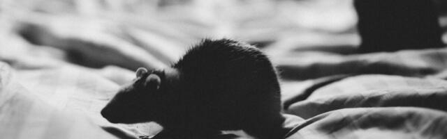 Mutant Rodents Are Developing Rat Poison Resistance