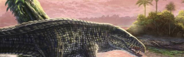 Sprinting Crocs With ‘Legs Like Greyhounds’ Once Ruled the Caribbean