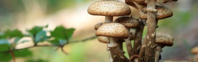 The mushroom that you eat can power your laptop: Scientists find an alternative to rare earth-powered chips