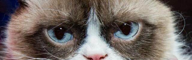 Rise of the petfluencers: How Instagram-famous pets became big business