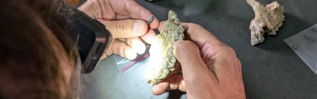 Newly Discovered Fossils Reveal Unknown Humanlike Relative