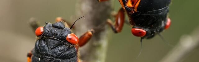 A rare burst of billions of cicadas will rewire our ecosystems for years to come