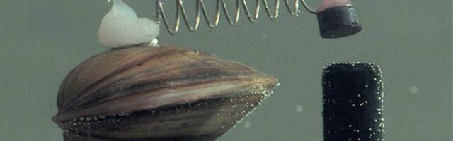 Если в кране нет воды… значит сработали моллюски