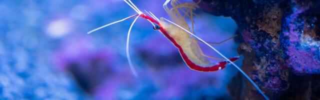 The Pistol shrimp snaps its claw so fast it creates a bubble that briefly reaches 4,700°C — nearly the surface temperature of the sun — and stuns prey with a flash of light the animal itself cannot see