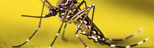 Deadlier than zika, malaria and dengue: Mosquitoes carrying flesh-eating bacteria, can spread to humans