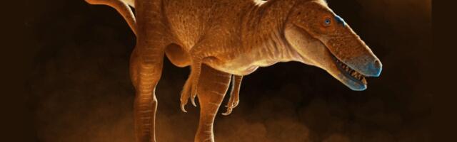 Newly Discovered Dinosaur Is T. Rex’s Awkward Cousin